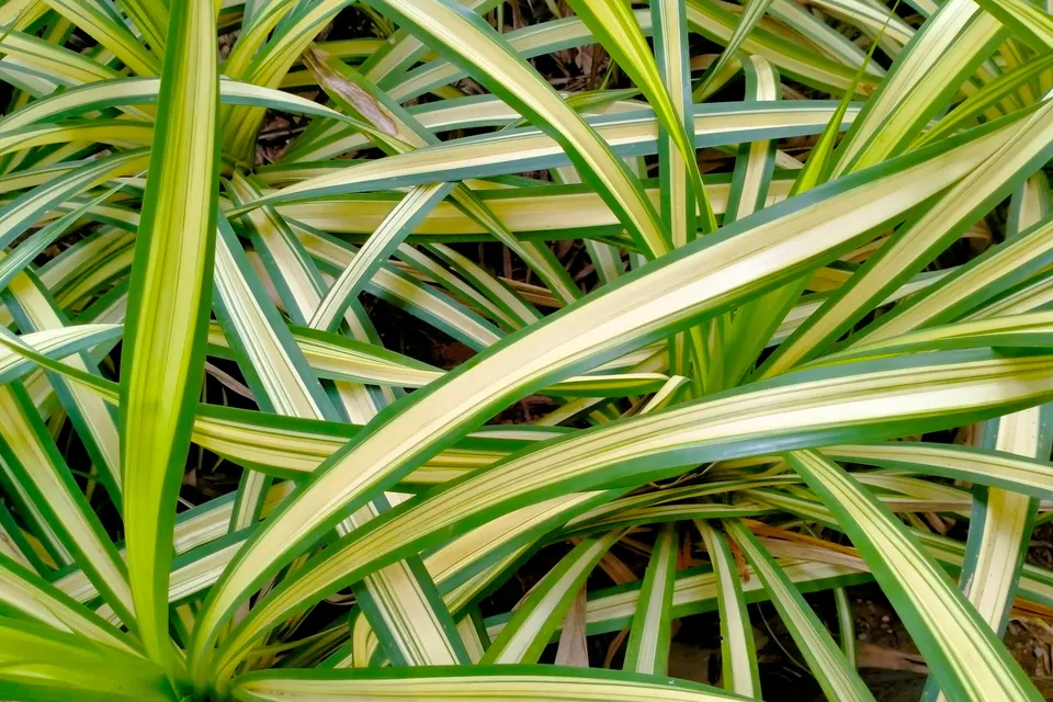 Spider Plant