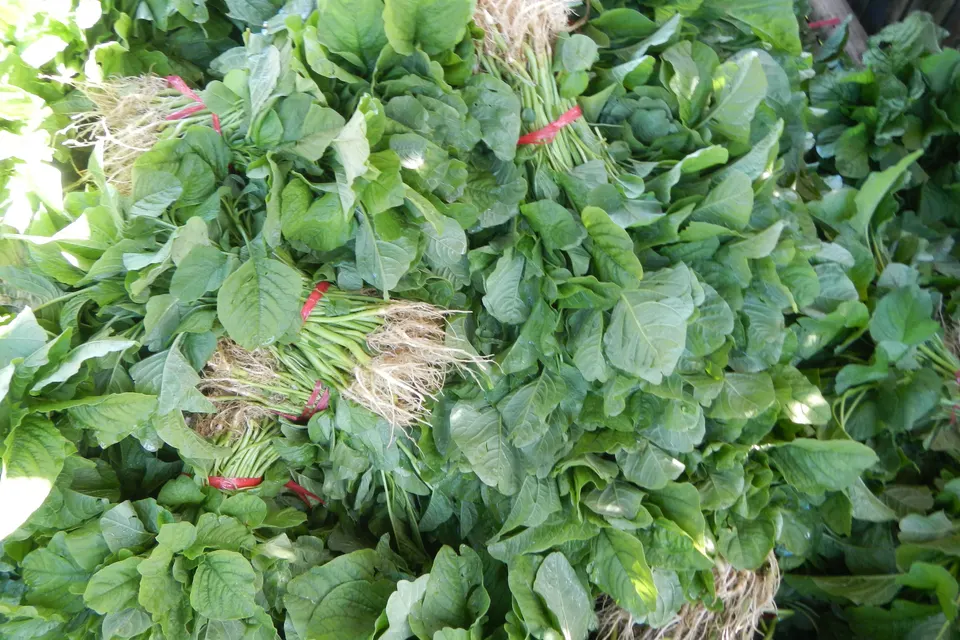Spinach