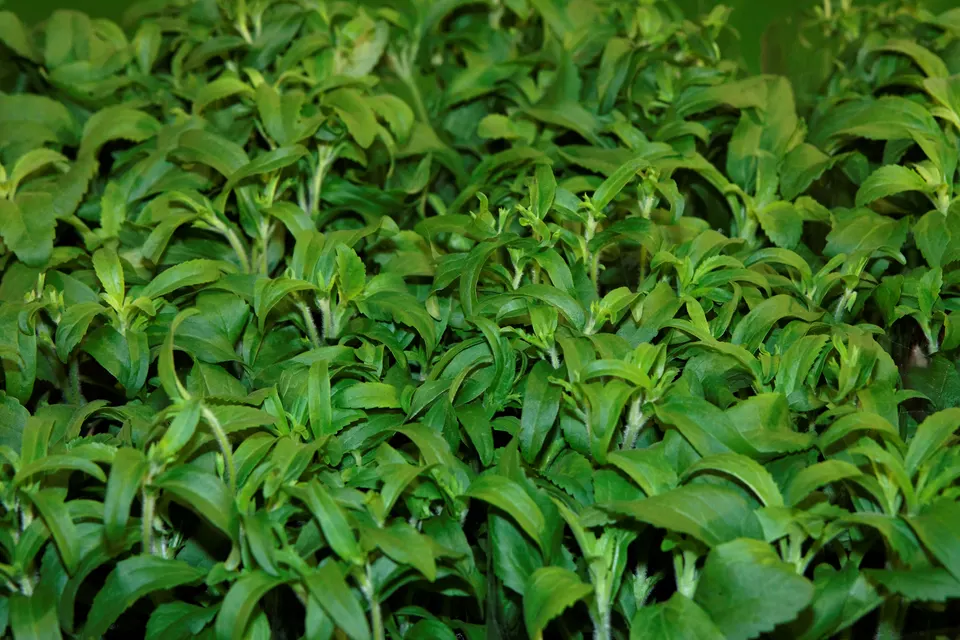 Stevia
