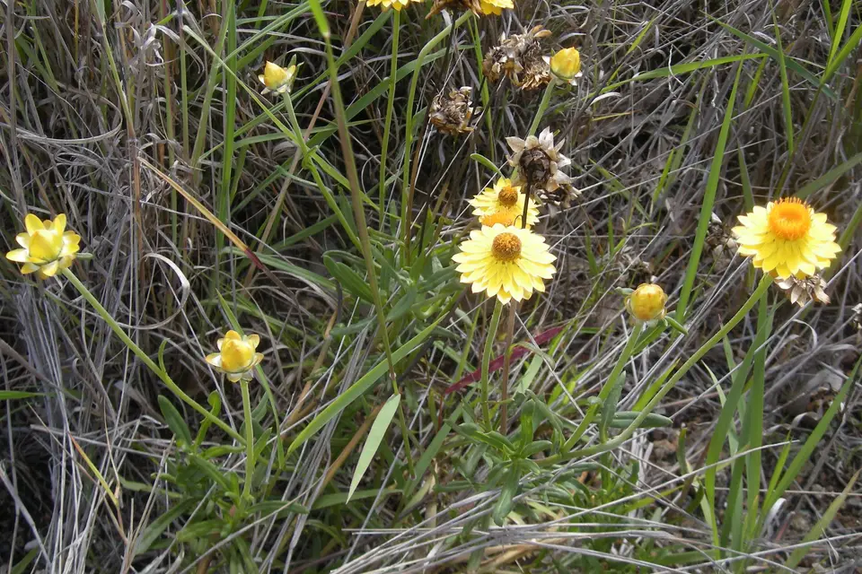 Strawflower