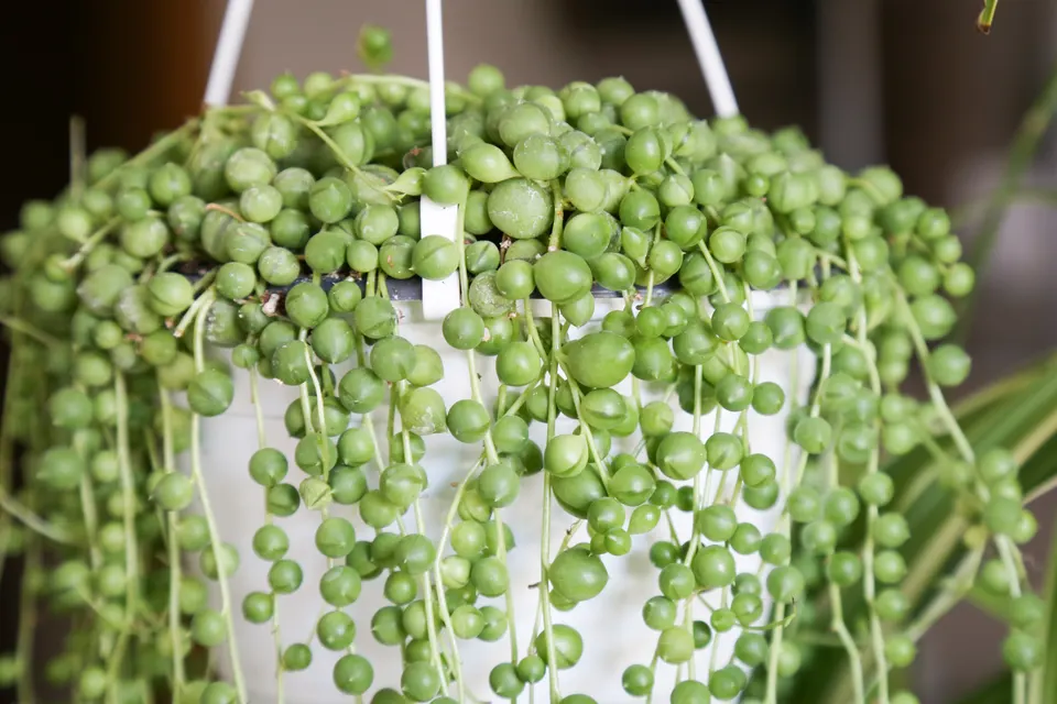 String of Pearls