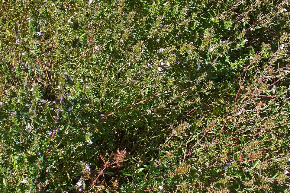 Summer Savory