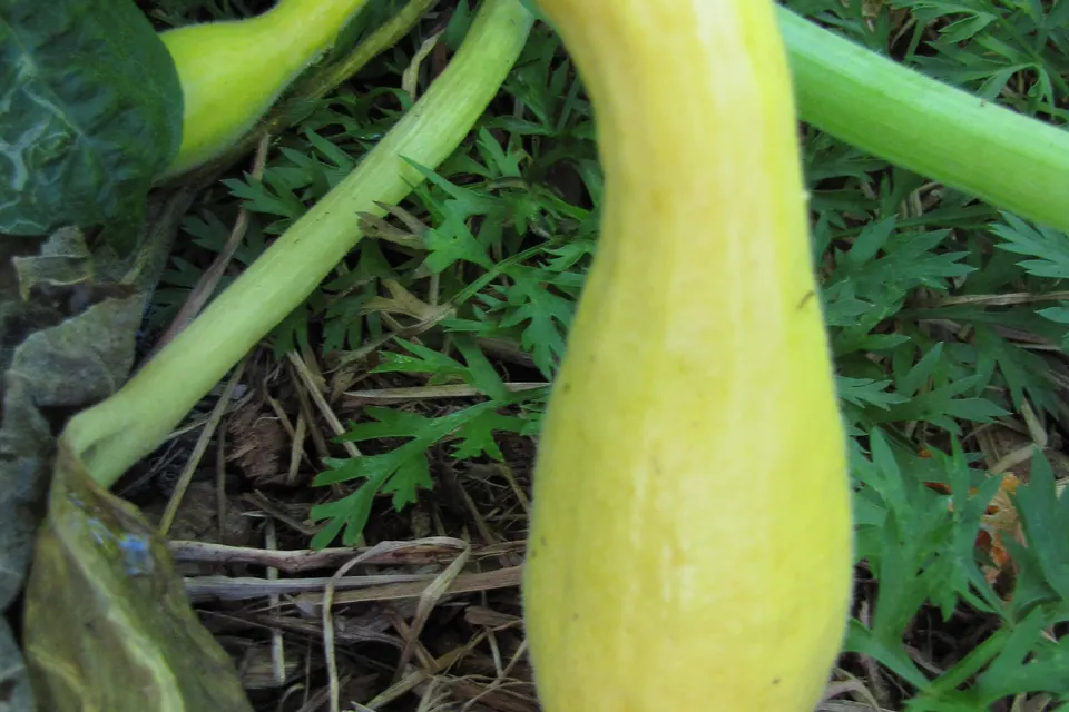 Summer Squash (Yellow)