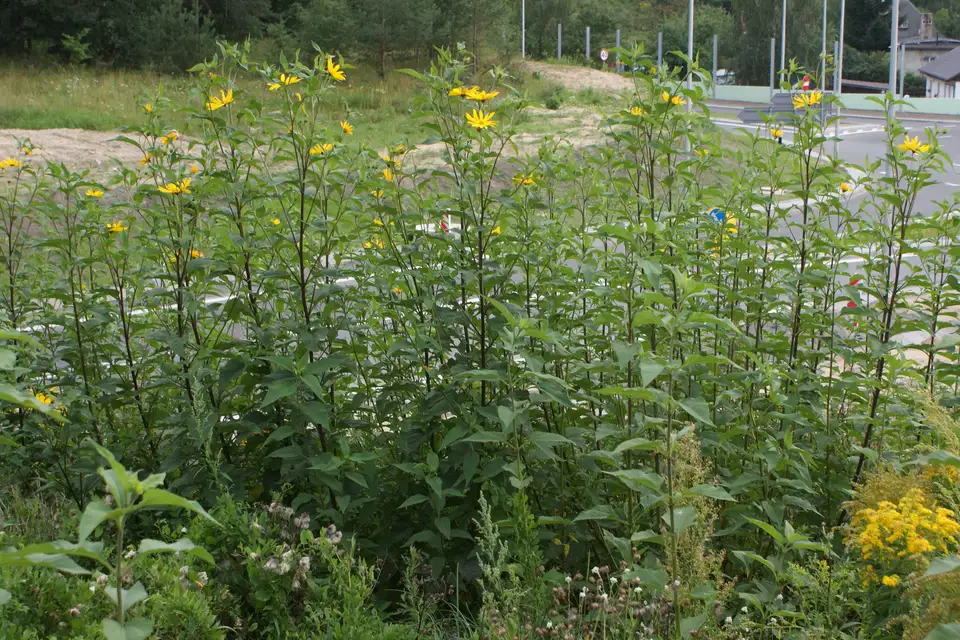 Sunchoke (Jerusalem Artichoke)