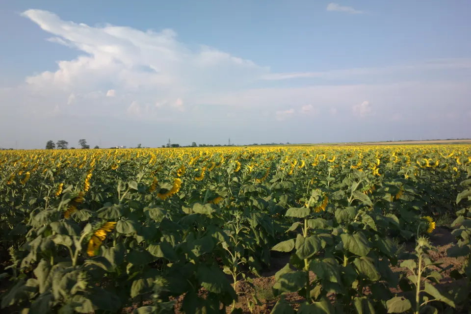 Sunflower