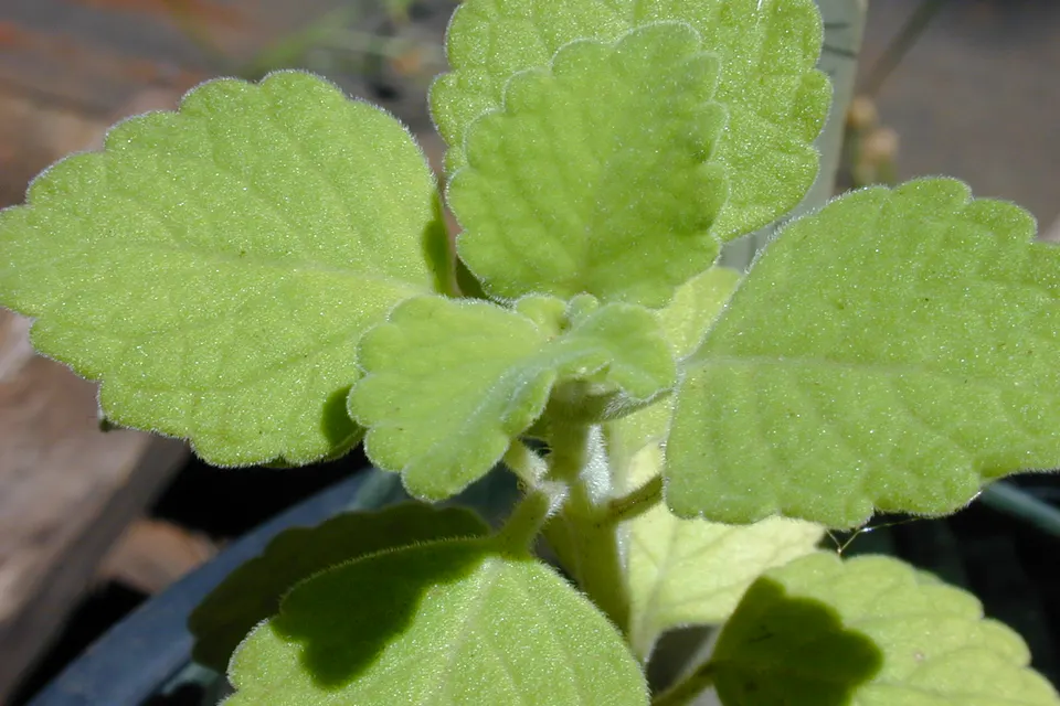 Swedish Ivy