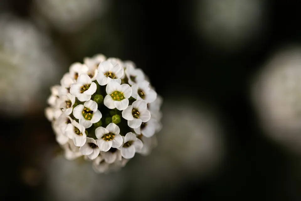 Sweet Alyssum