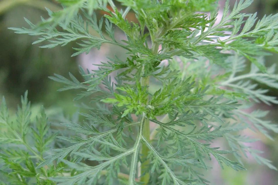 Sweet Annie (Artemisia)