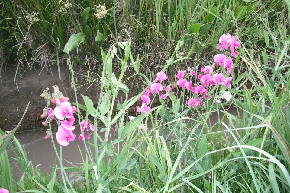 Sweet Pea