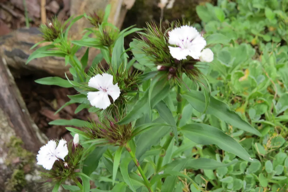 Sweet William