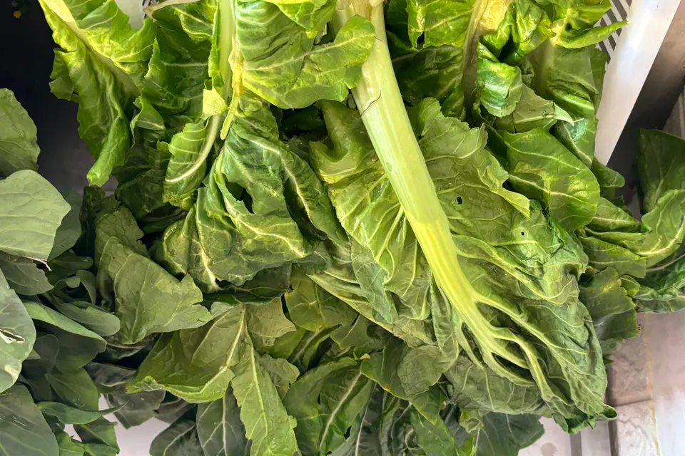 Swiss Chard