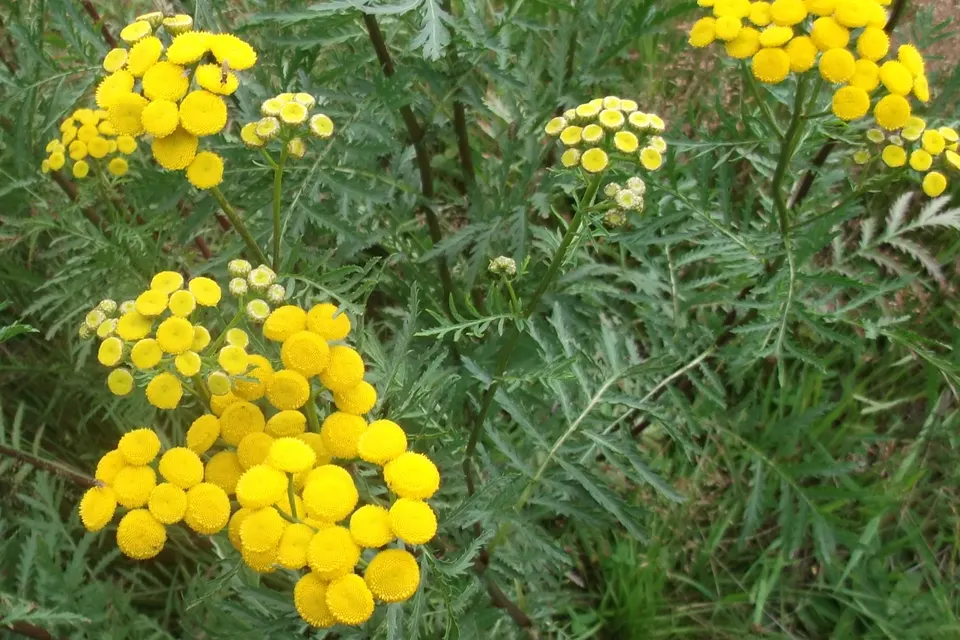 Tansy