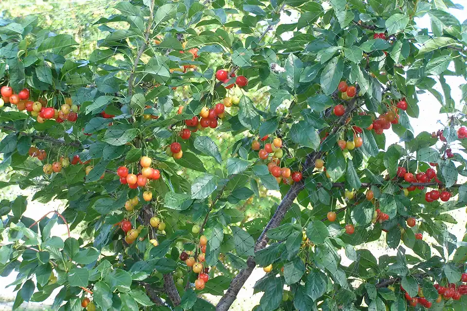 Tart Cherry