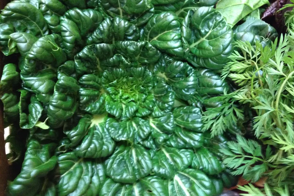 Tatsoi