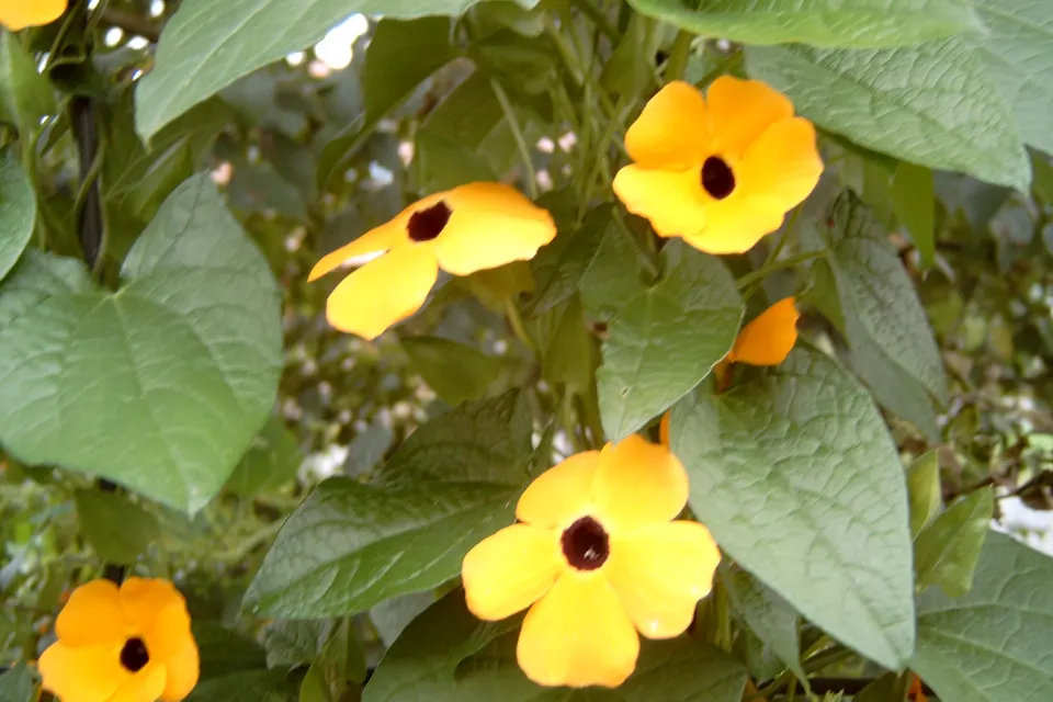 Black-Eyed Susan Vine