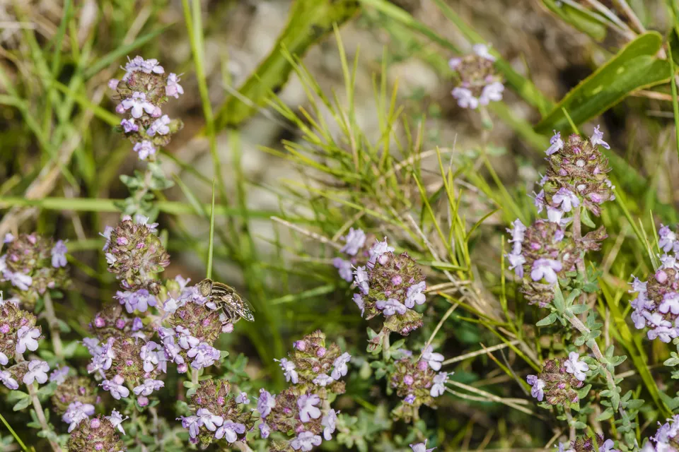 Thyme