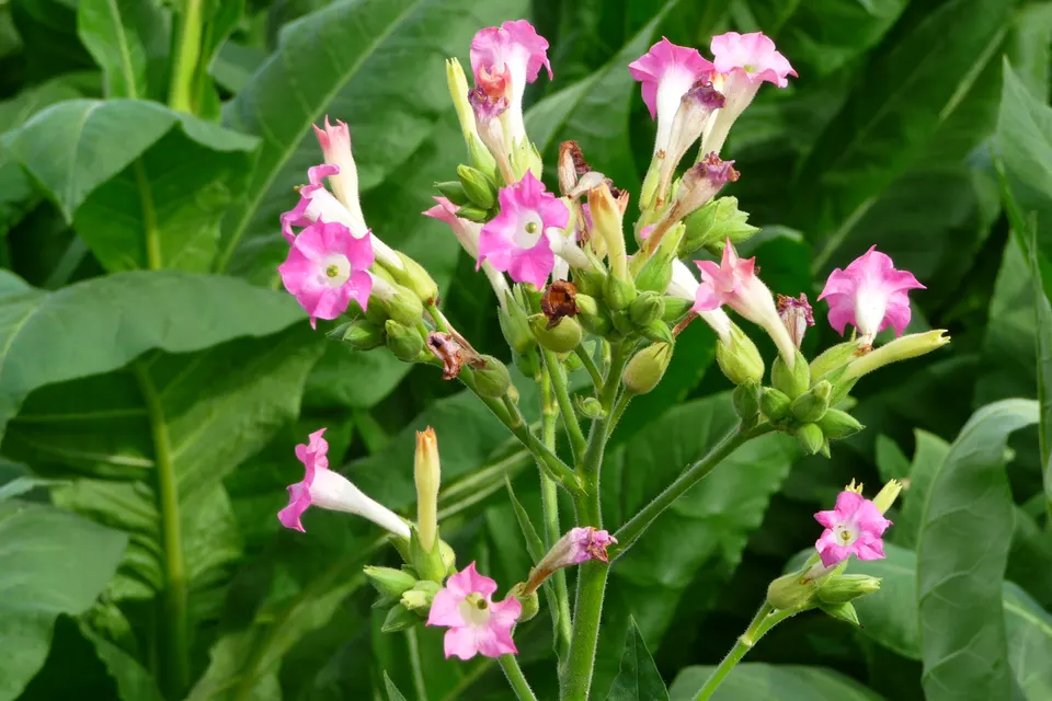 Tobacco