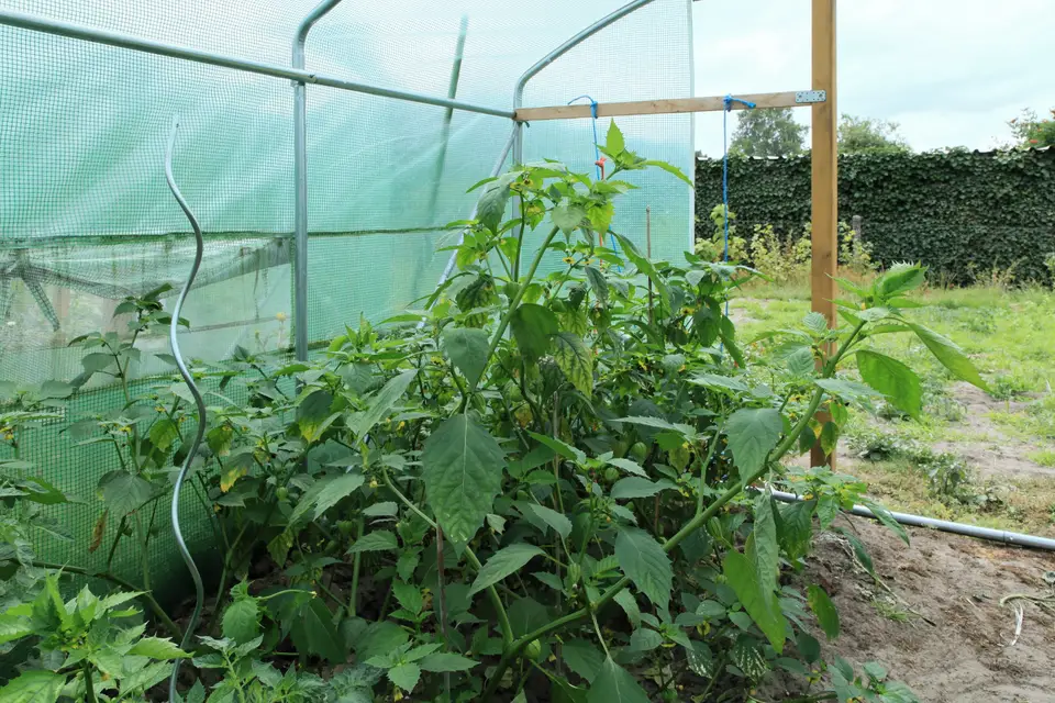 Tomatillo