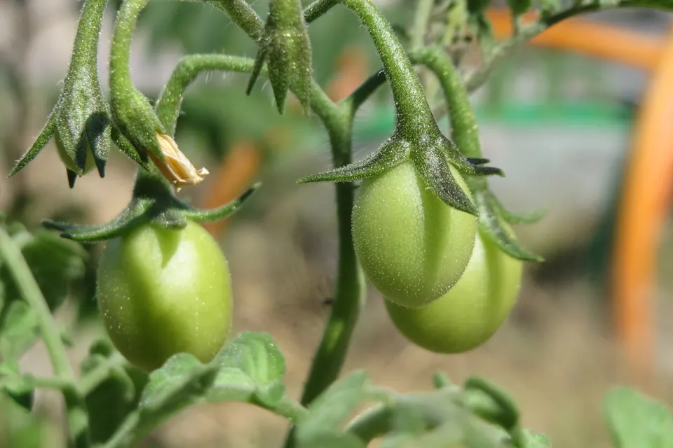 Tomato