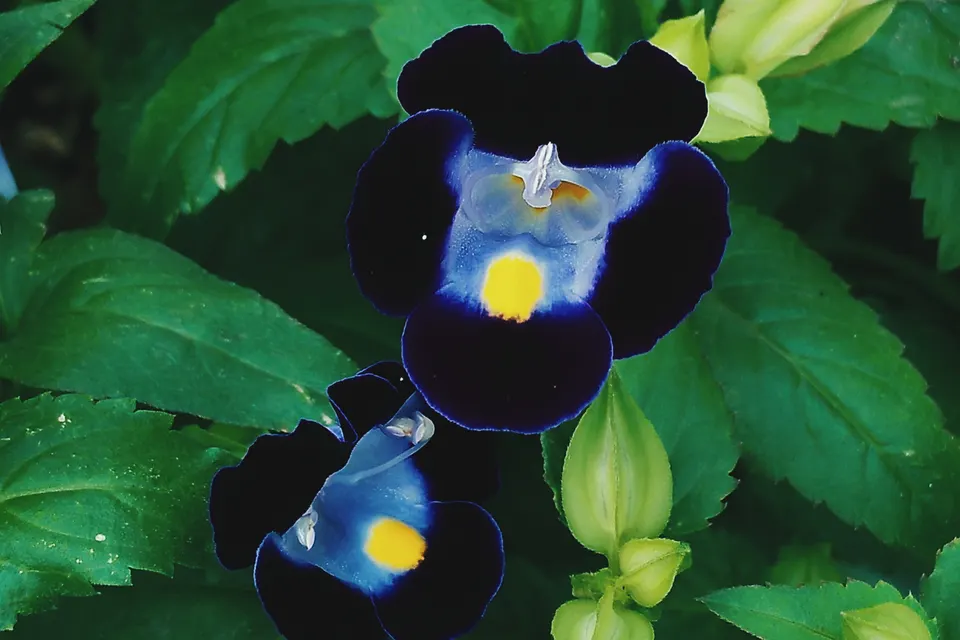 Torenia (Wishbone Flower)