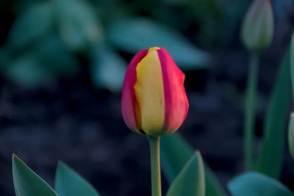 Tulip