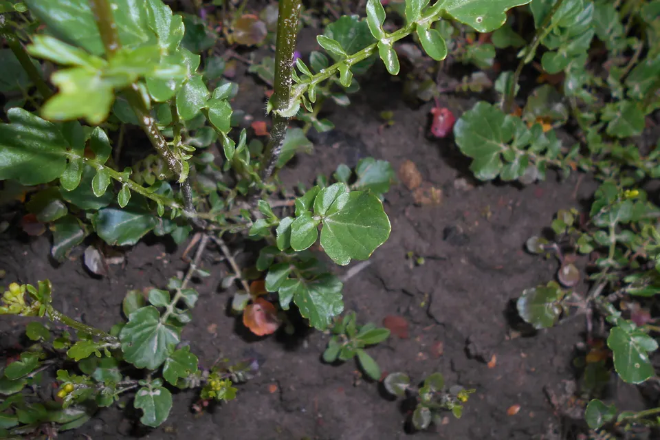 Upland Cress