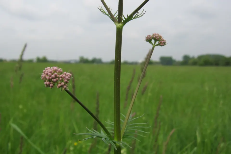 Valerian