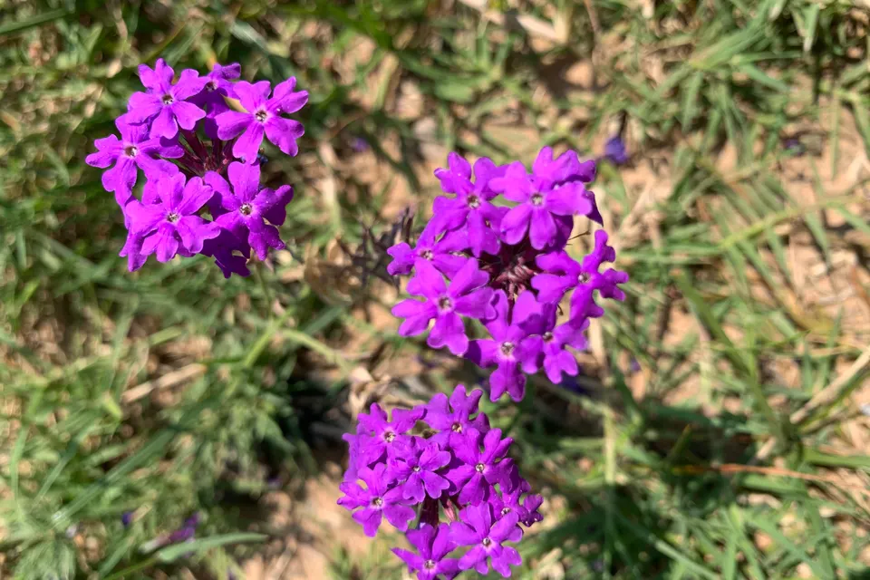 Verbena