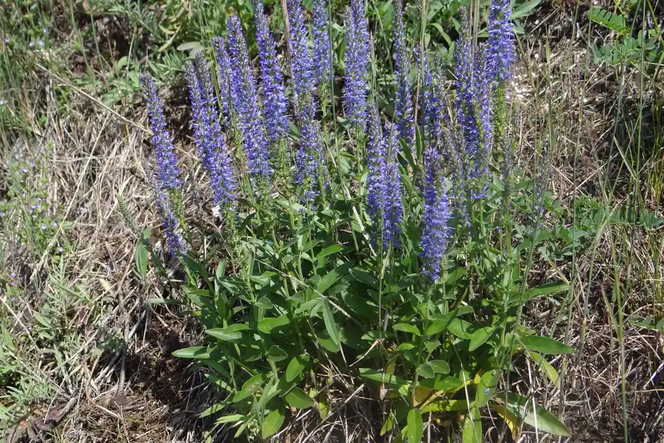 Veronica (Speedwell)