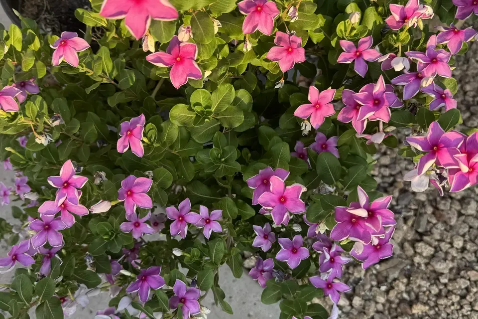 Vinca (Madagascar Periwinkle)