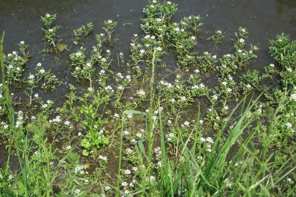 Watercress