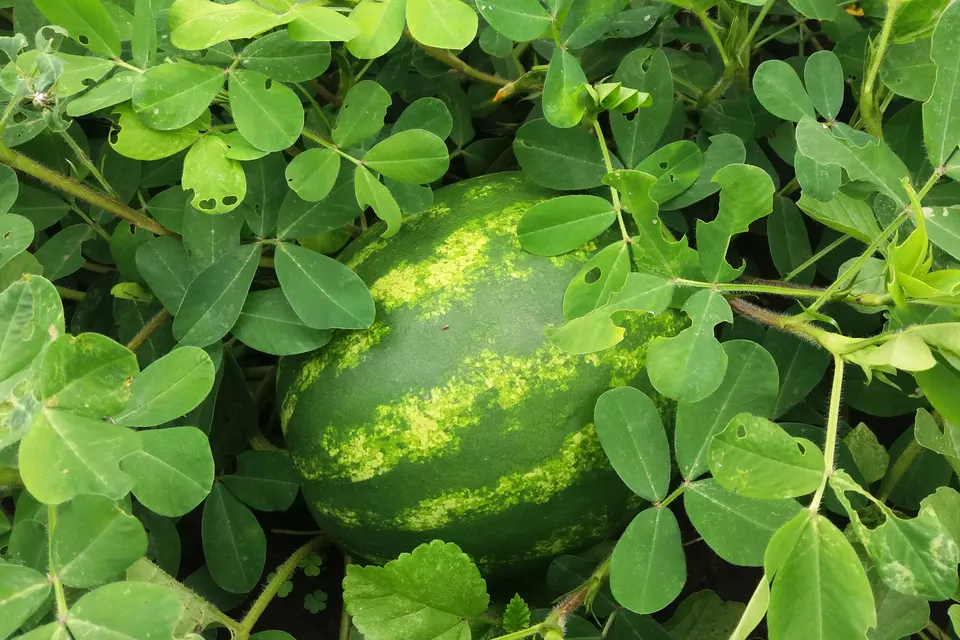 Watermelon