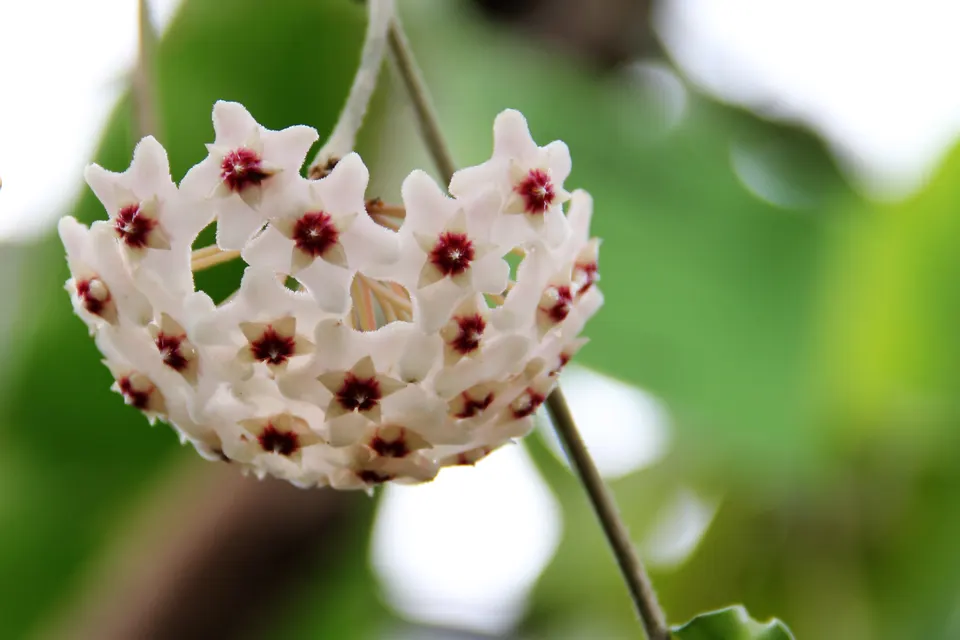 Wax Plant