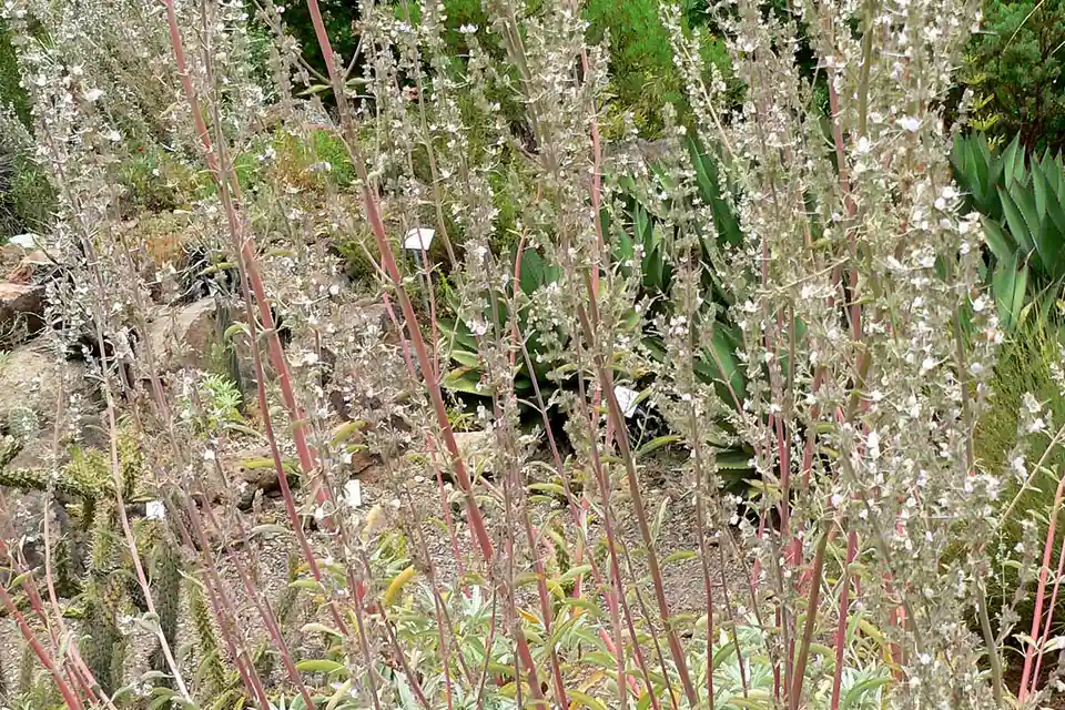 White Sage