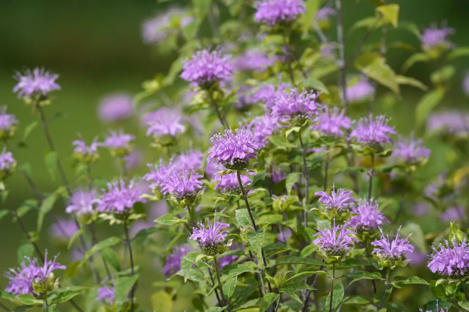 Wild Bergamot