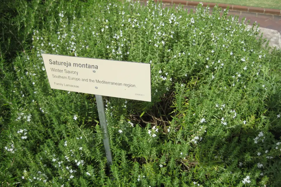 Winter Savory