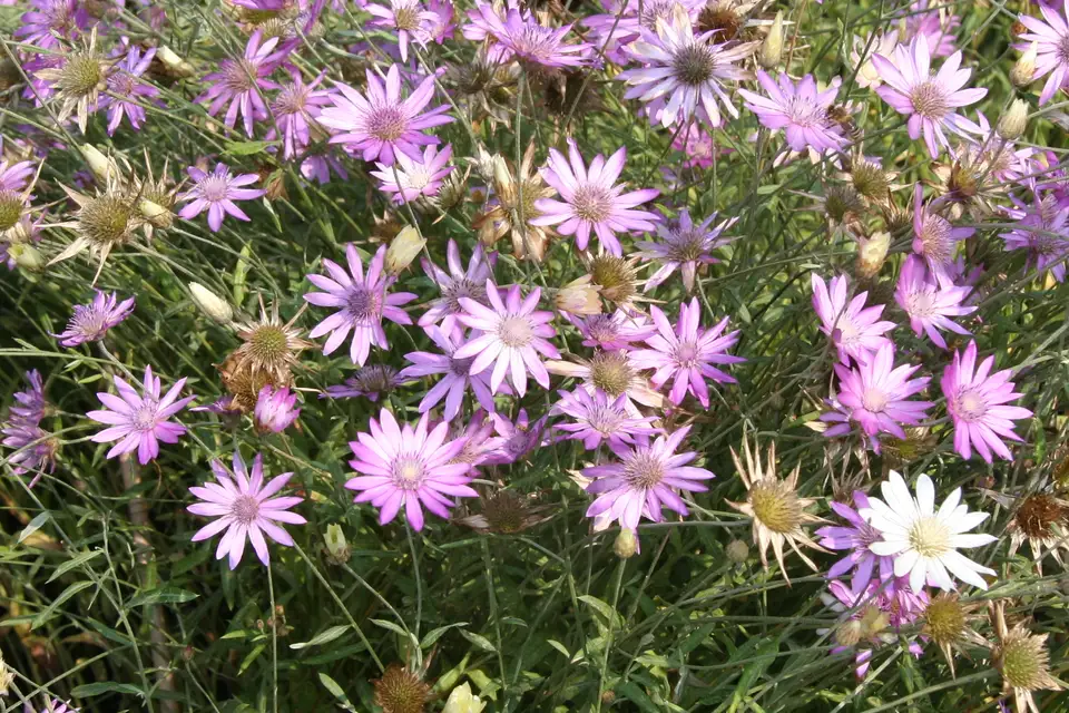 Xeranthemum (Immortelle)