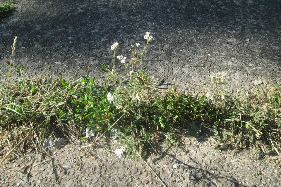 Yarrow