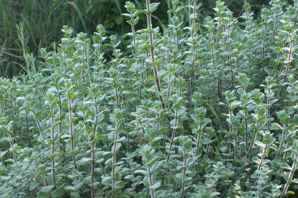 Za'atar Oregano
