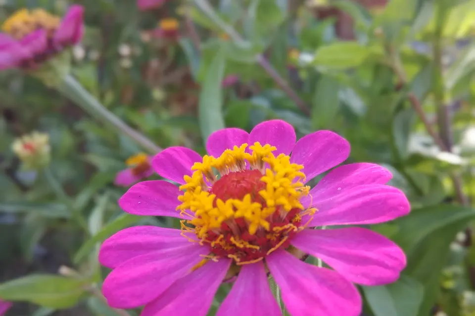 Zinnia