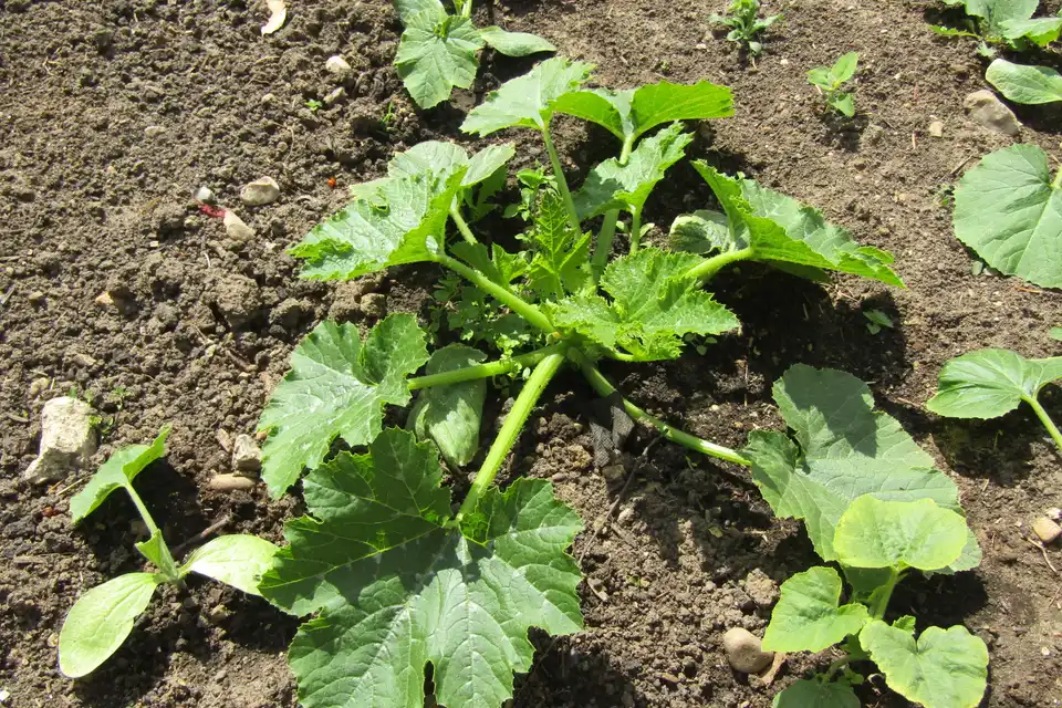 Zucchini
