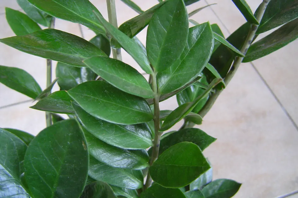 ZZ Plant