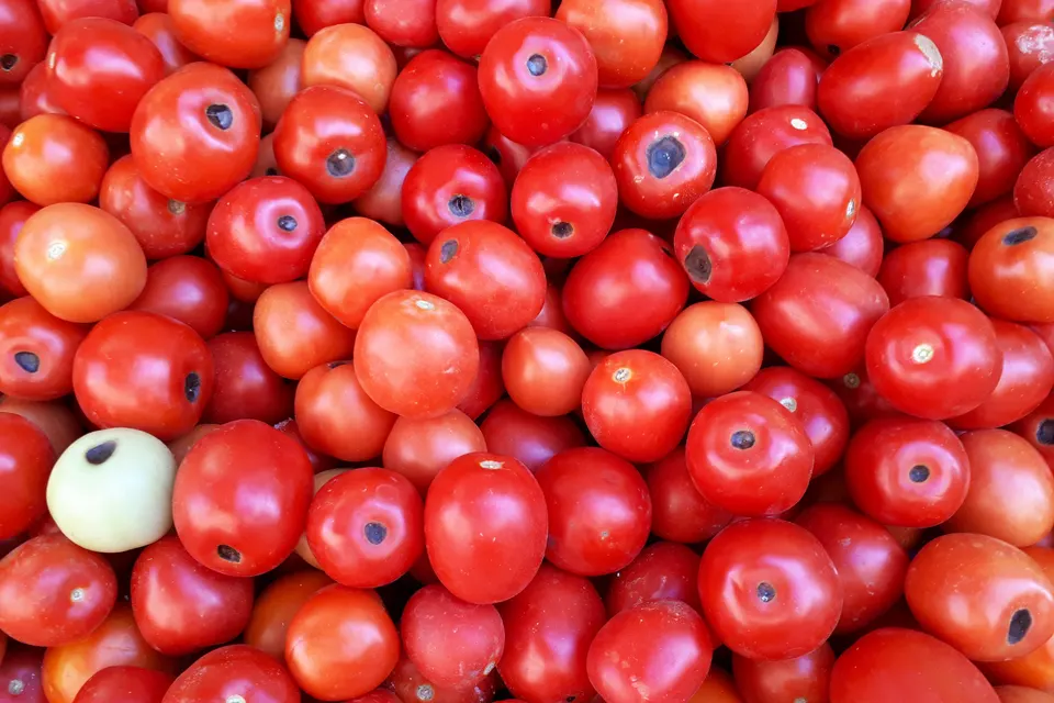 Blossom end rot’s dark spots on a batch of tomatoes