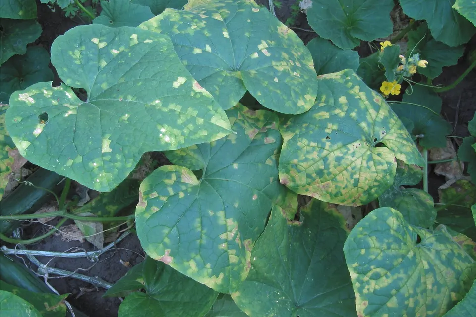 Downy mildew’s angular yellow patches on a cucumber leaf
