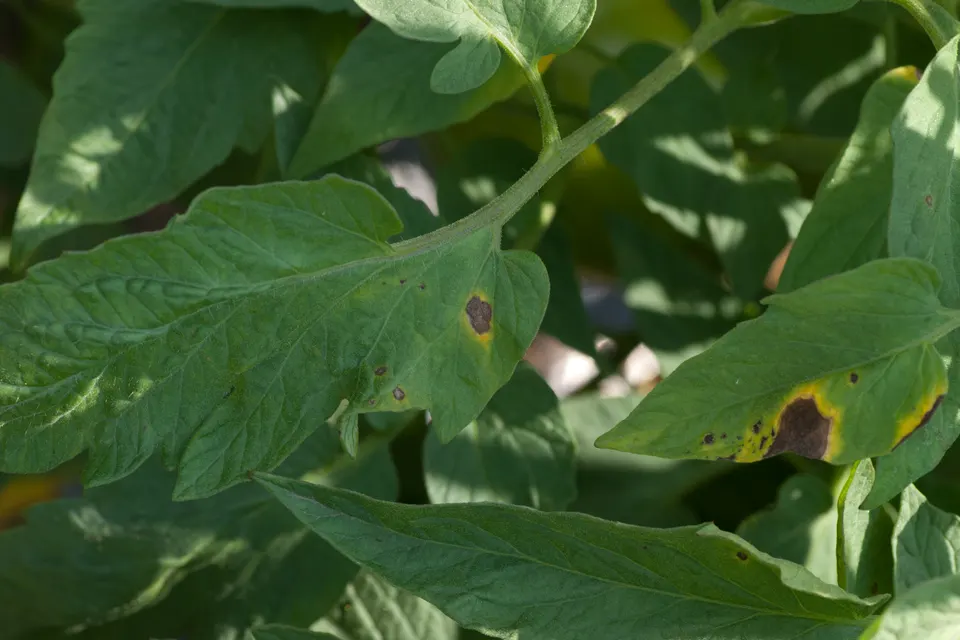 Early blight rings on a tomato leaf