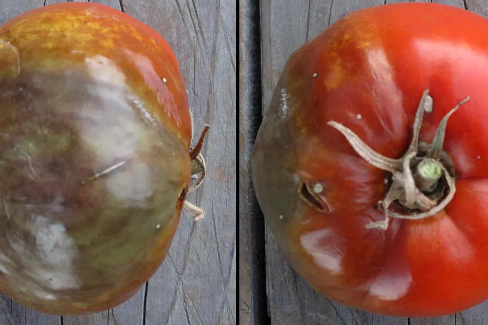 Late blight lesion on a tomato