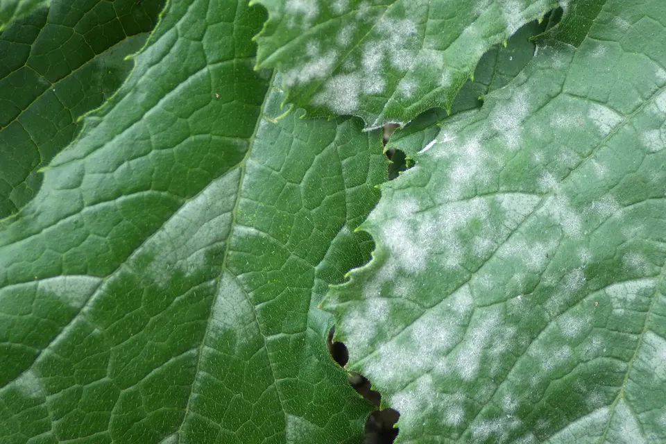 Powdery mildew coating a zucchini leaf