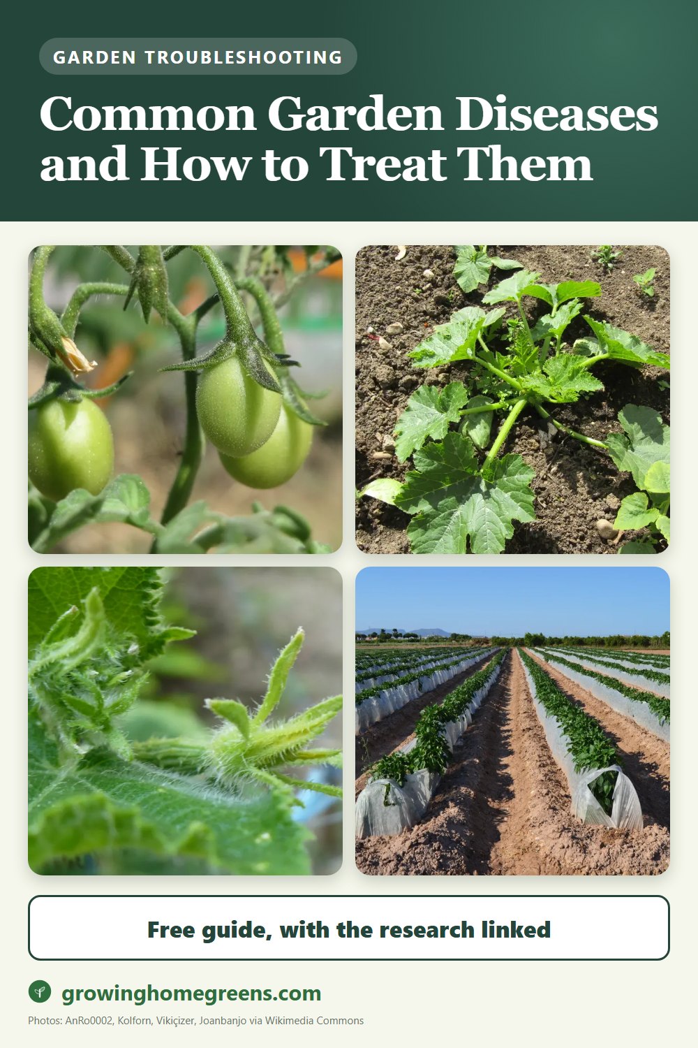 Common Garden Diseases and How to Treat Them: gardening guide