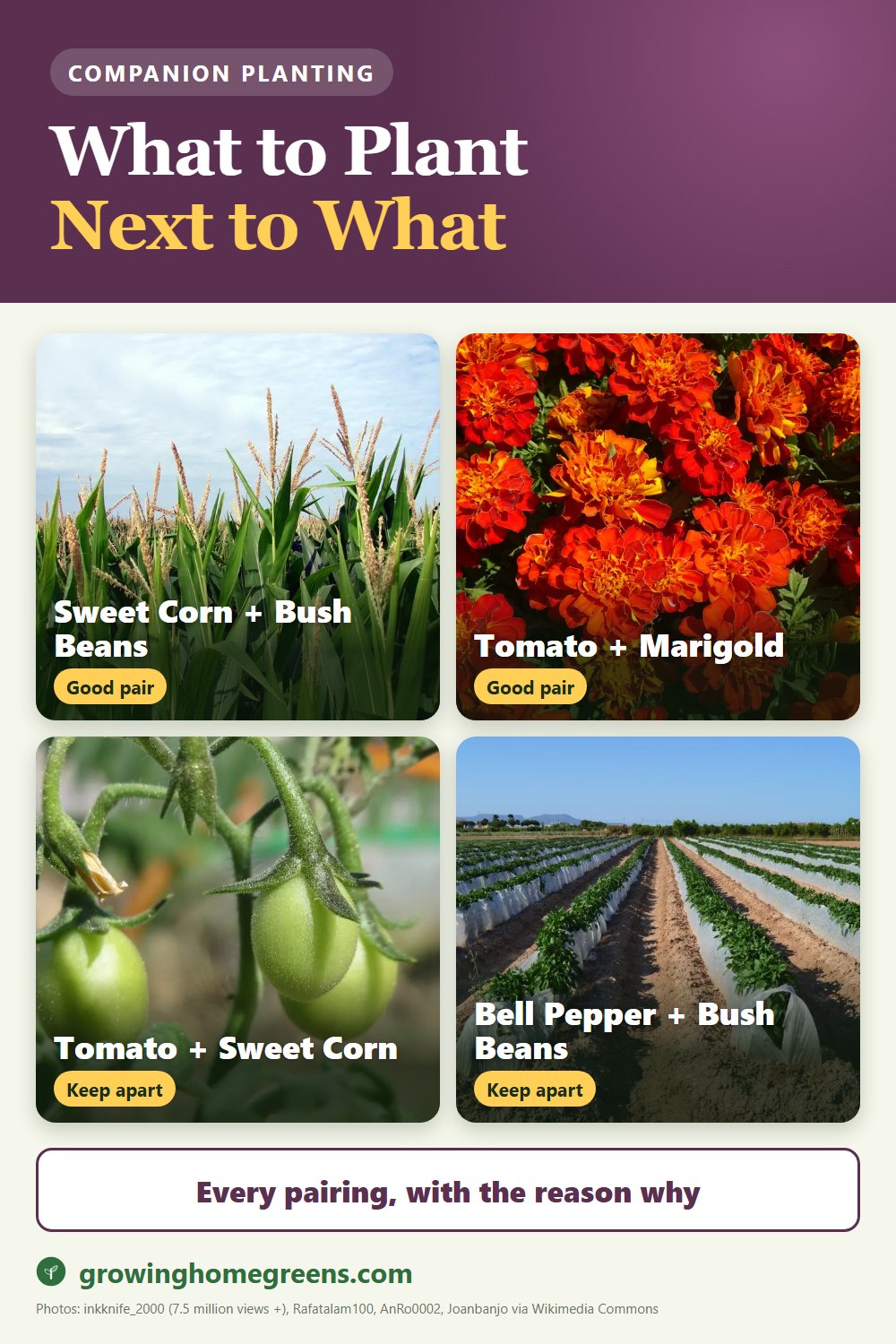 Companion Planting, Explained: gardening guide