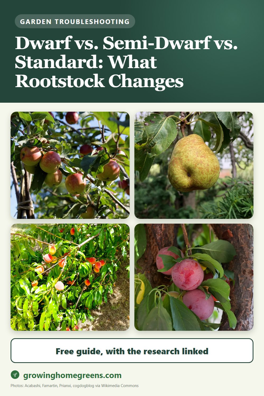 Dwarf vs. Semi-Dwarf vs. Standard: What Rootstock Changes: gardening guide